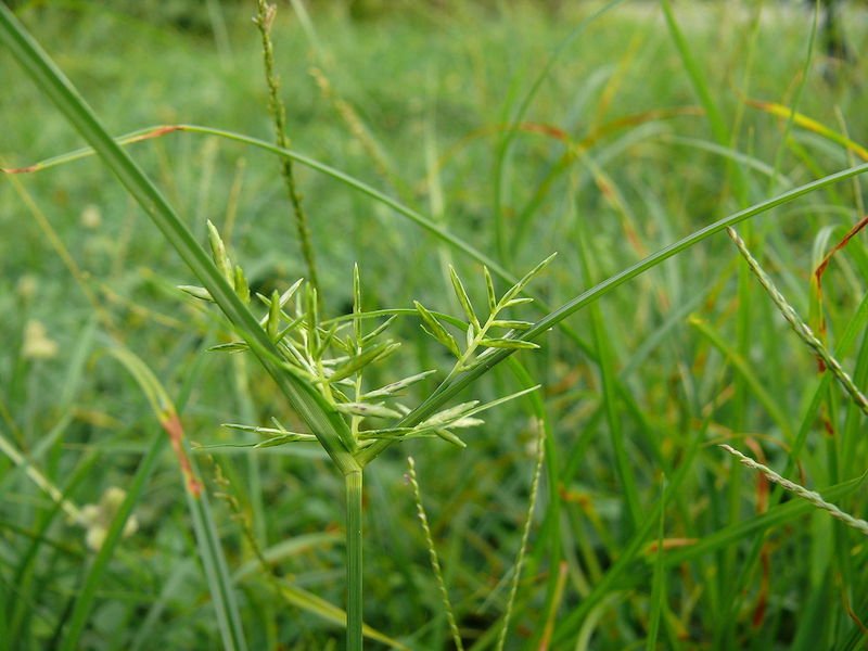 Cyperus rotundus nutgrass | Weed control