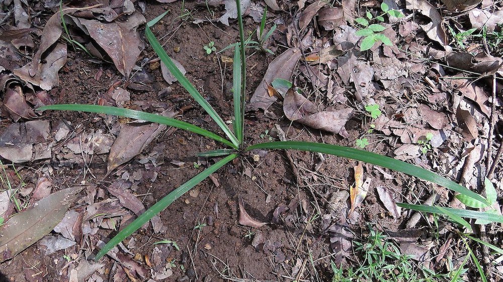 Grow Guide: Dianella caerulea (Blue Flax Lily) Dianella caerulea young | Plant care
